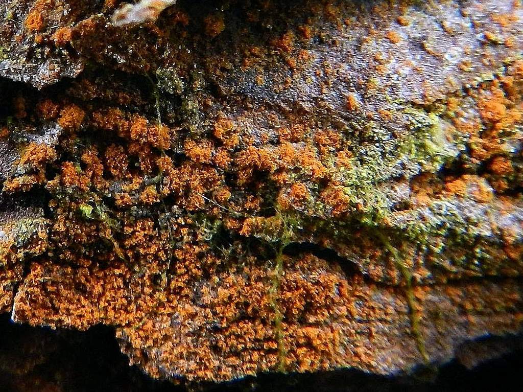 Lichene ?